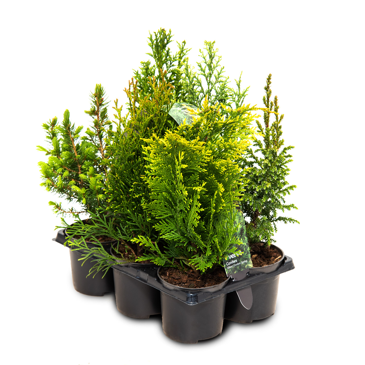 Растение Хвойное В Ассортименте